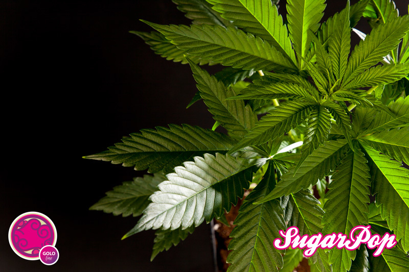 Philosopher Seeds - SugarPop (fem.)