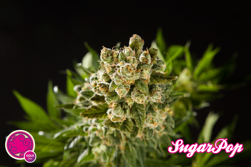 Philosopher Seeds - SugarPop (fem.)