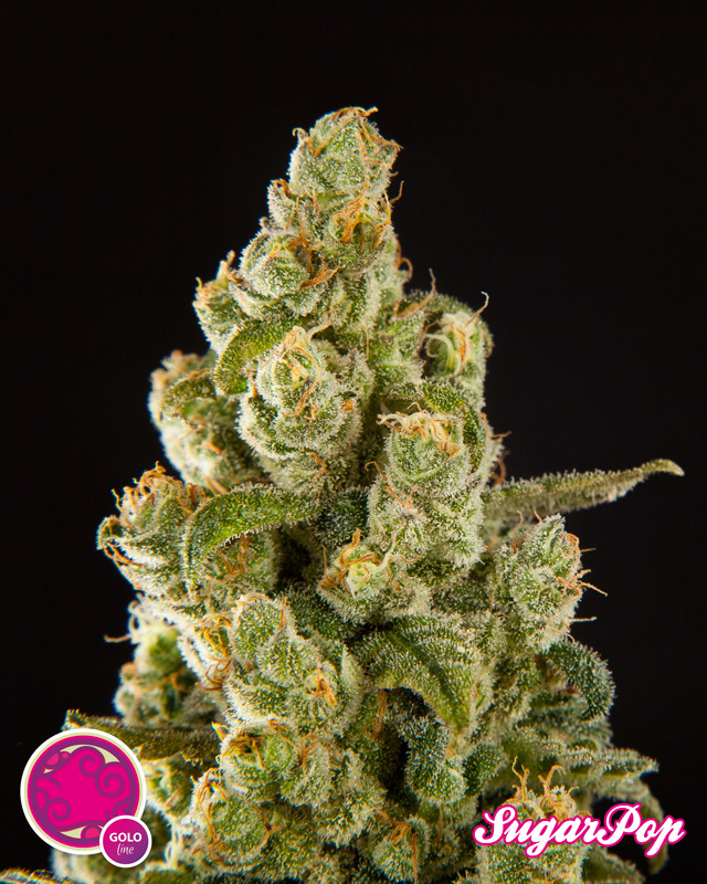 Philosopher Seeds - SugarPop (fem.)