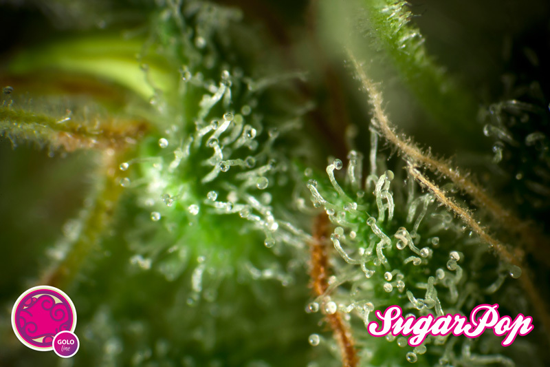Philosopher Seeds - SugarPop (fem.)