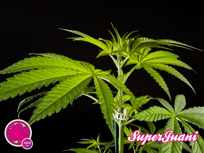 Philosopher Seeds - SuperJuani (fem.)