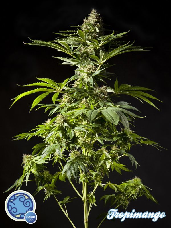 Philosopher Seeds - Tropimango (fem.)
