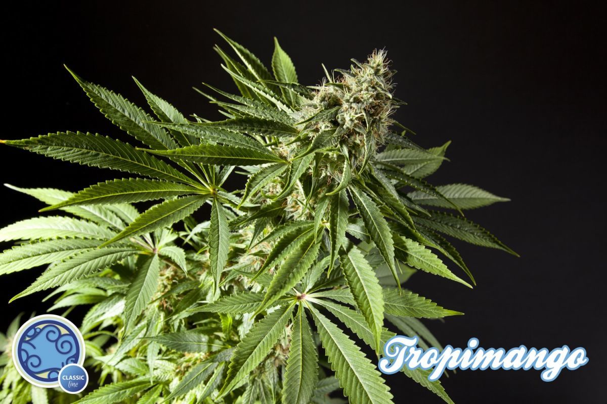 Philosopher Seeds - Tropimango (fem.)