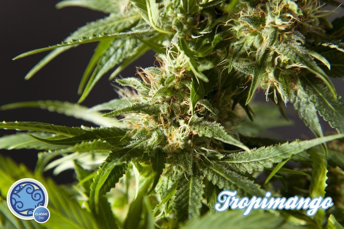 Philosopher Seeds - Tropimango (fem.)