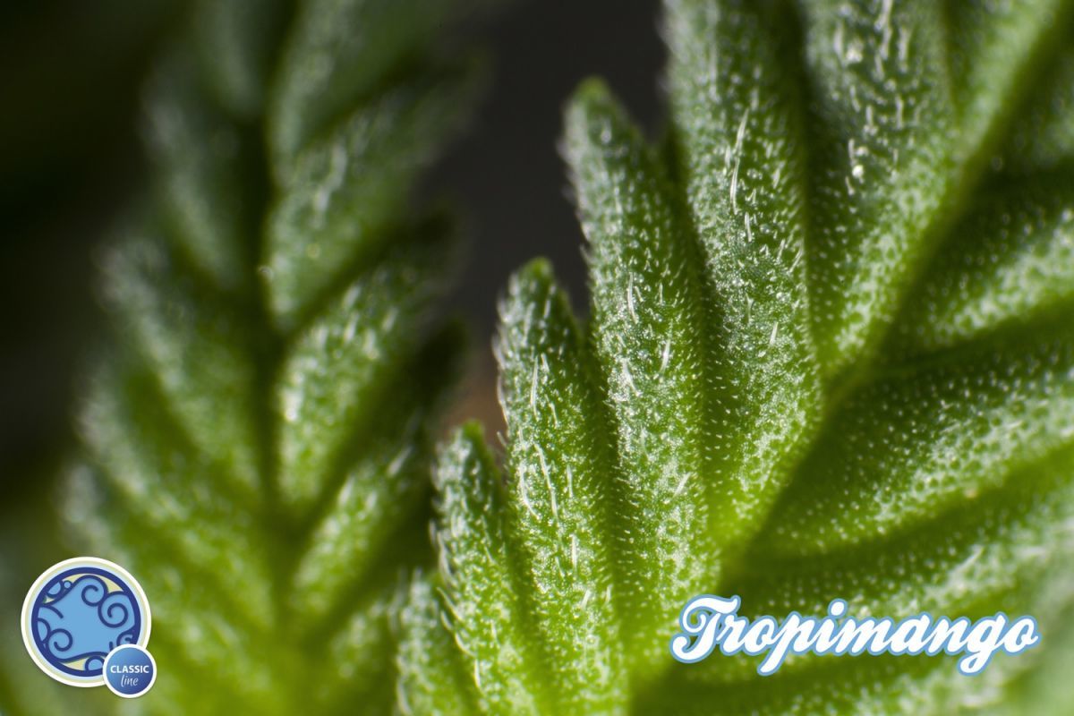 Philosopher Seeds - Tropimango (fem.)