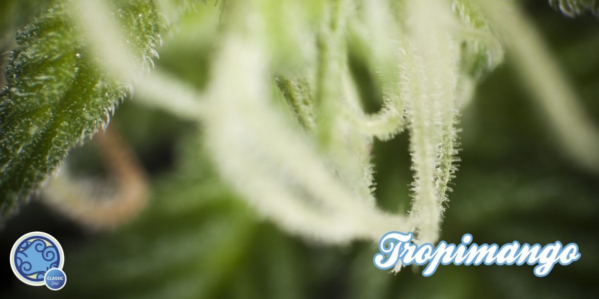 Philosopher Seeds - Tropimango (fem.)