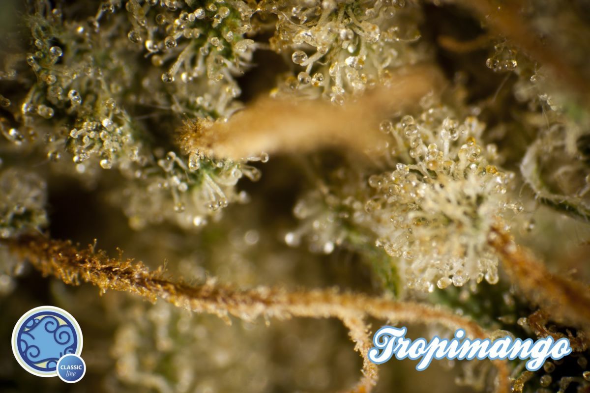 Philosopher Seeds - Tropimango (fem.)