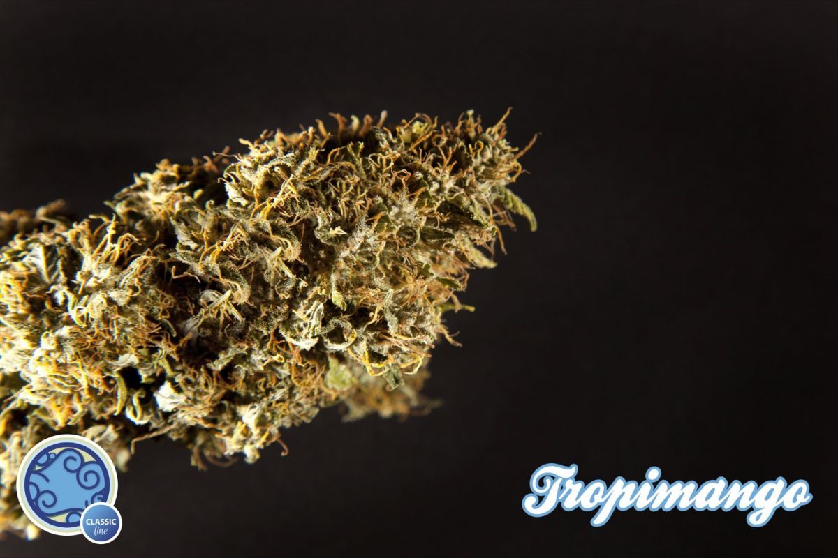 Philosopher Seeds - Tropimango (fem.)