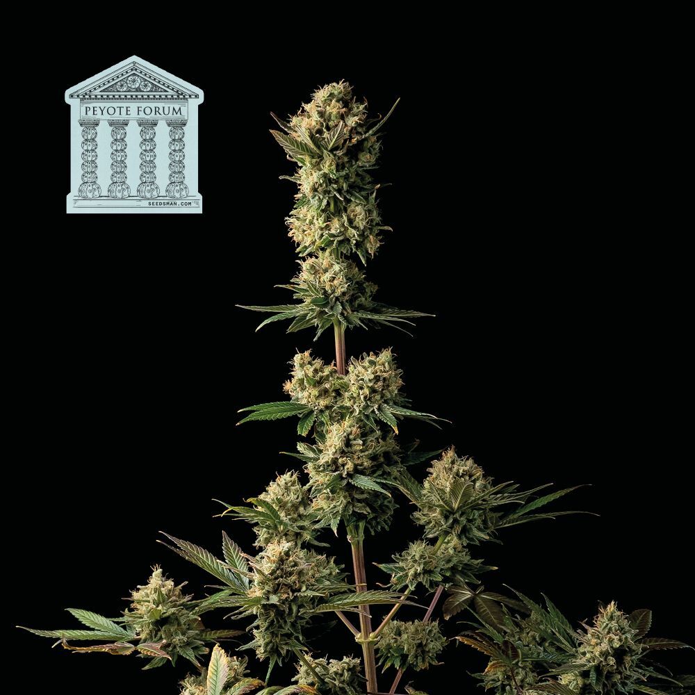 Seedsman - Peyote Forum (fem.)