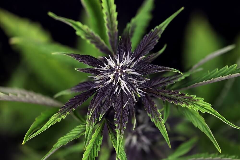 Seedsman - Pink Kush CBD 30:1 Auto (auto/fem.)