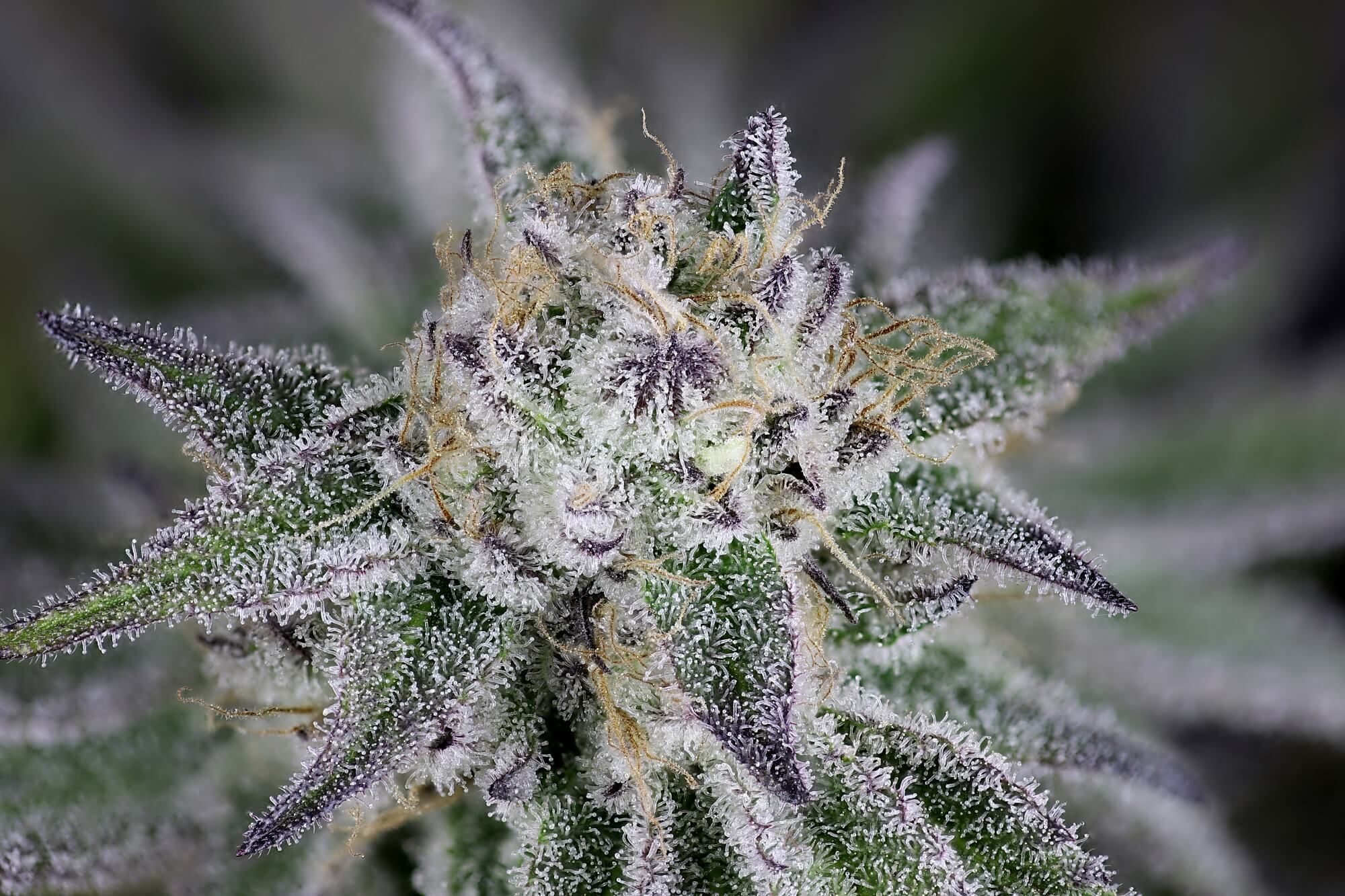 Seedsman - Peyote Gorilla (fem.)