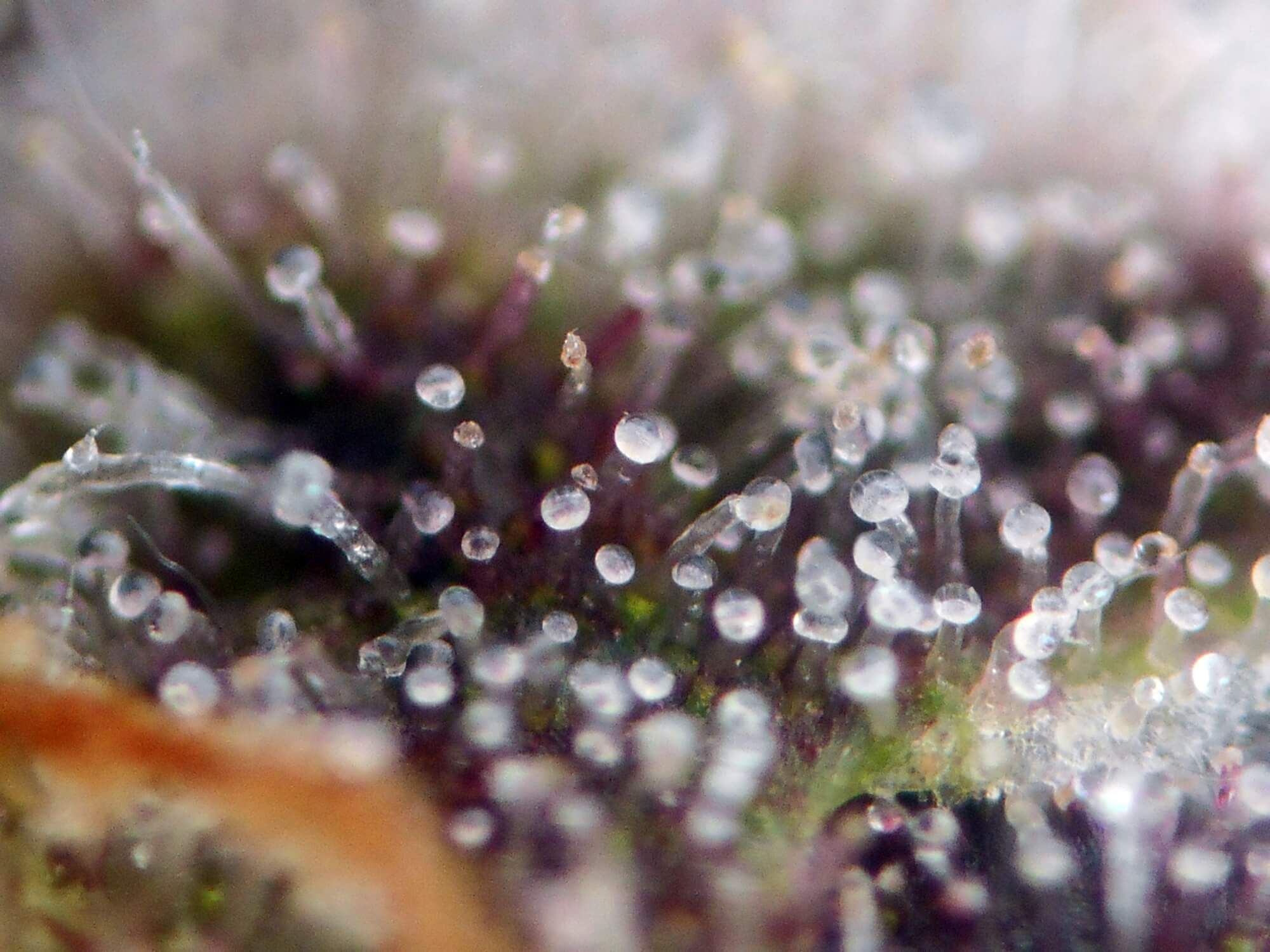 Seedsman - Pink Kush CBD 30:1 Auto (auto/fem.)