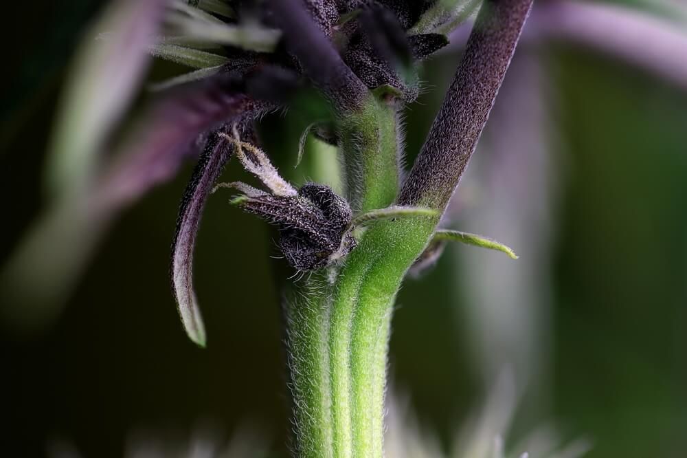 Seedsman - Pink Kush CBD 30:1 Auto (auto/fem.)