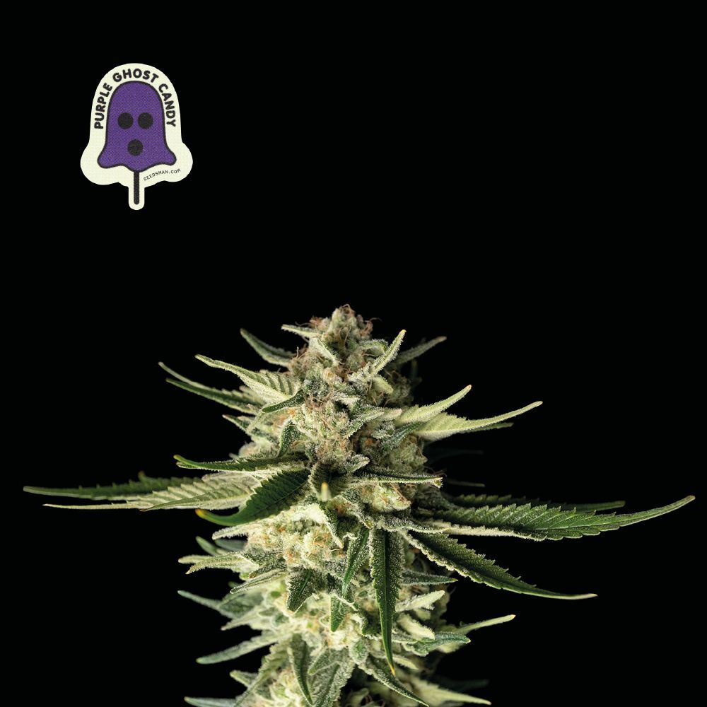 Seedsman - Purple Ghost Candy (fem.)