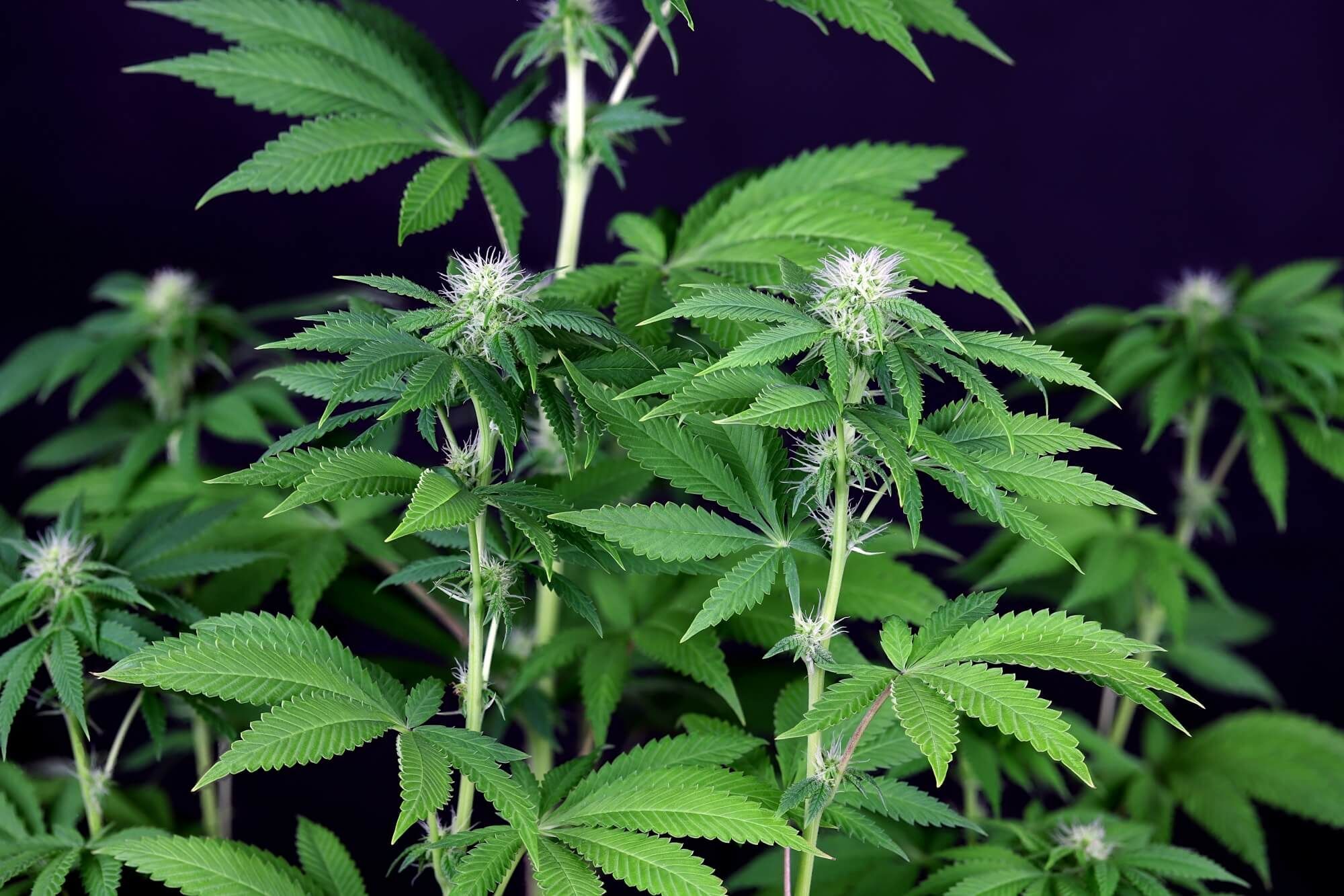 Seedsman - Seedsman CBG #1 (fem.)