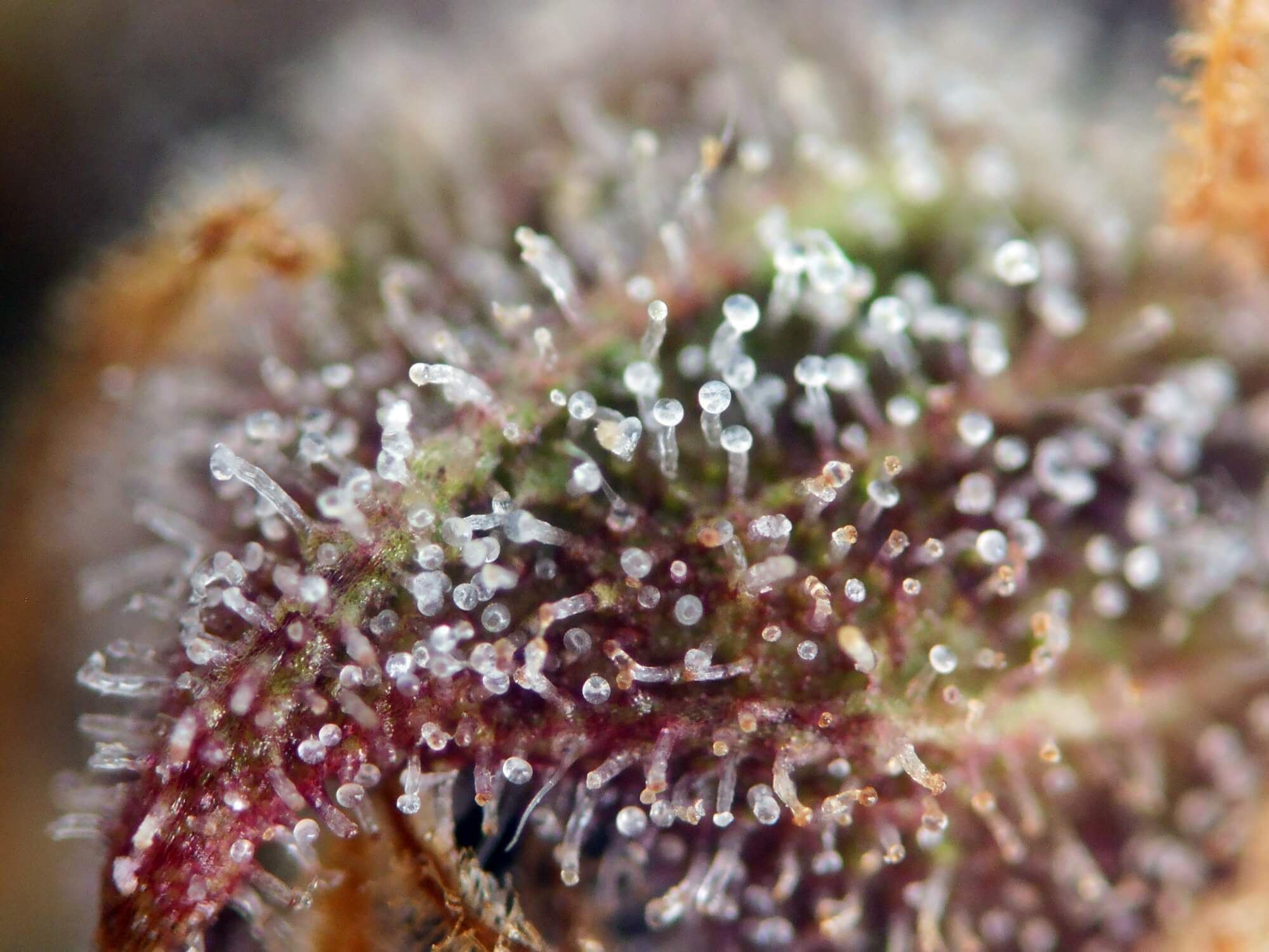 Seedsman - Pink Kush CBD 30:1 Auto (auto/fem.)