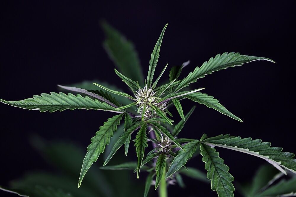 Seedsman - Pink Kush CBD 30:1 Auto (auto/fem.)