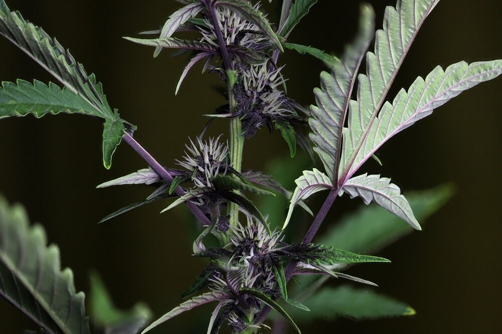 Seedsman - Pink Kush CBD 30:1 Auto (auto/fem.)