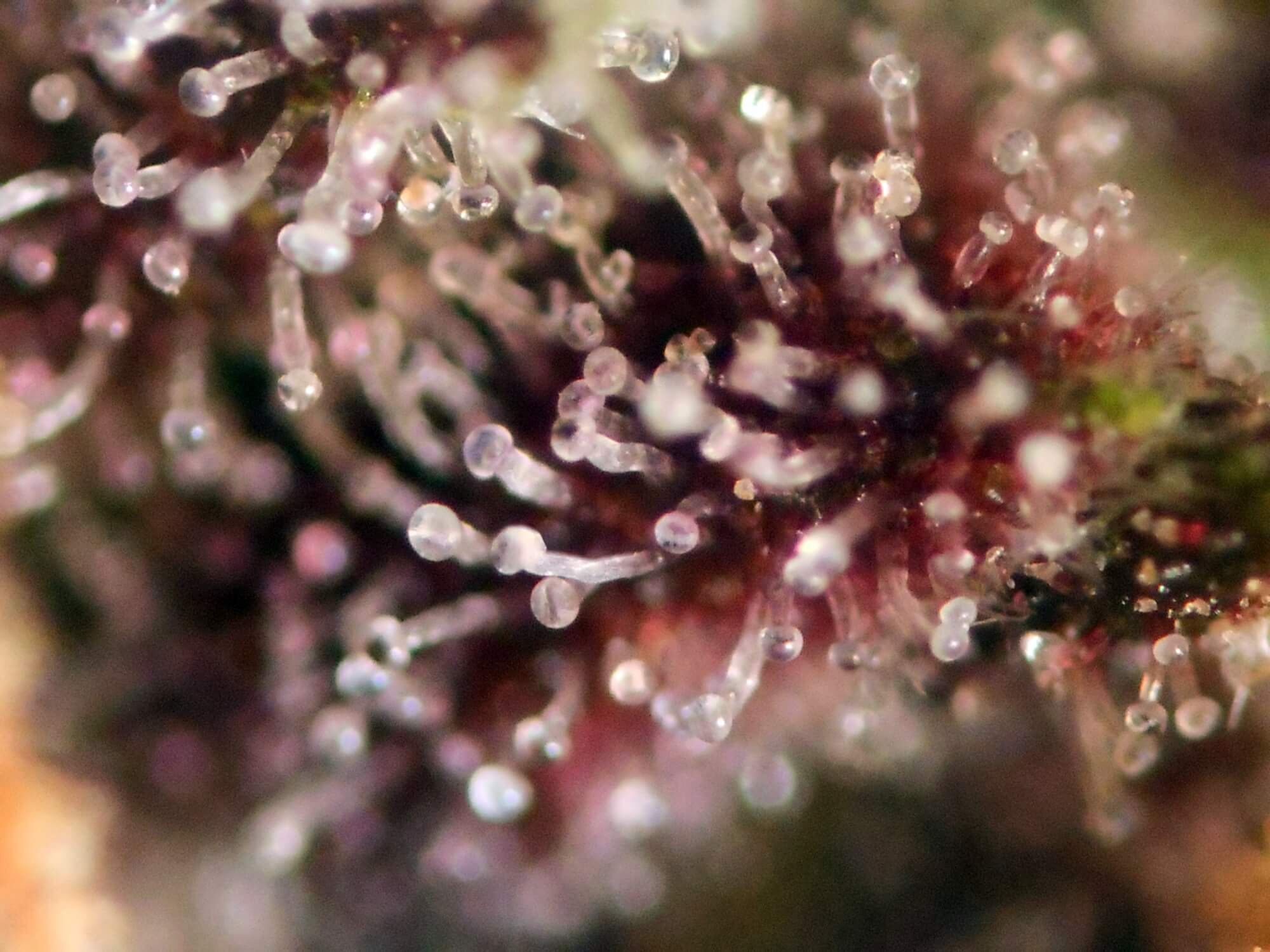Seedsman - Pink Kush CBD 30:1 Auto (auto/fem.)