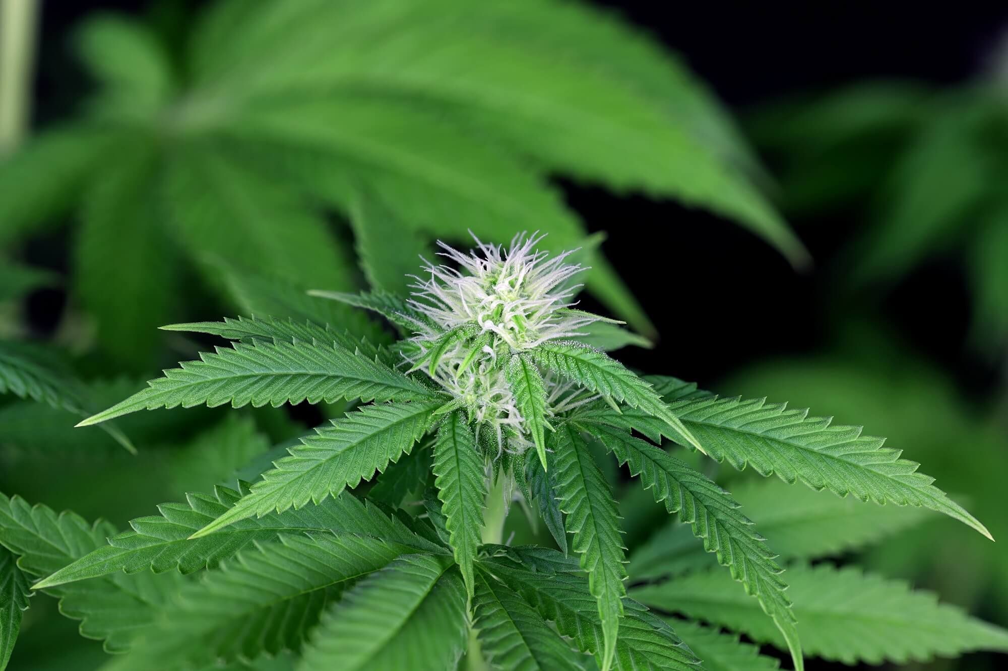 Seedsman - Seedsman CBG #1 (fem.)