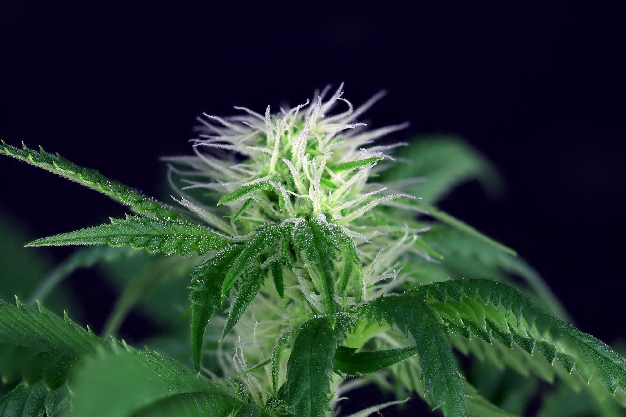 Seedsman - Seedsman CBG #1 (fem.)