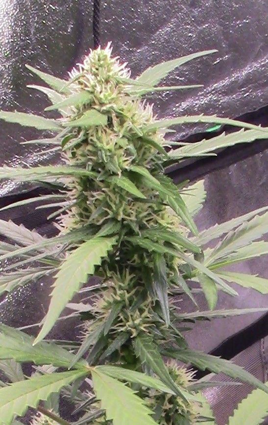 Seedsman - Strawberry Cheesecake Auto (auto/fem.)