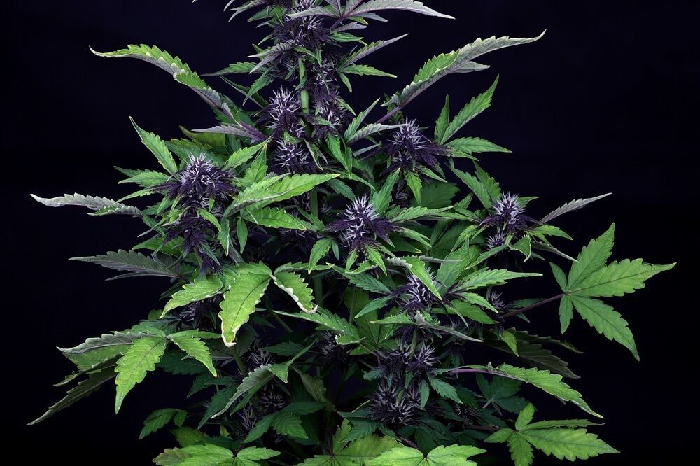 Seedsman - Pink Kush CBD 30:1 Auto (auto/fem.)