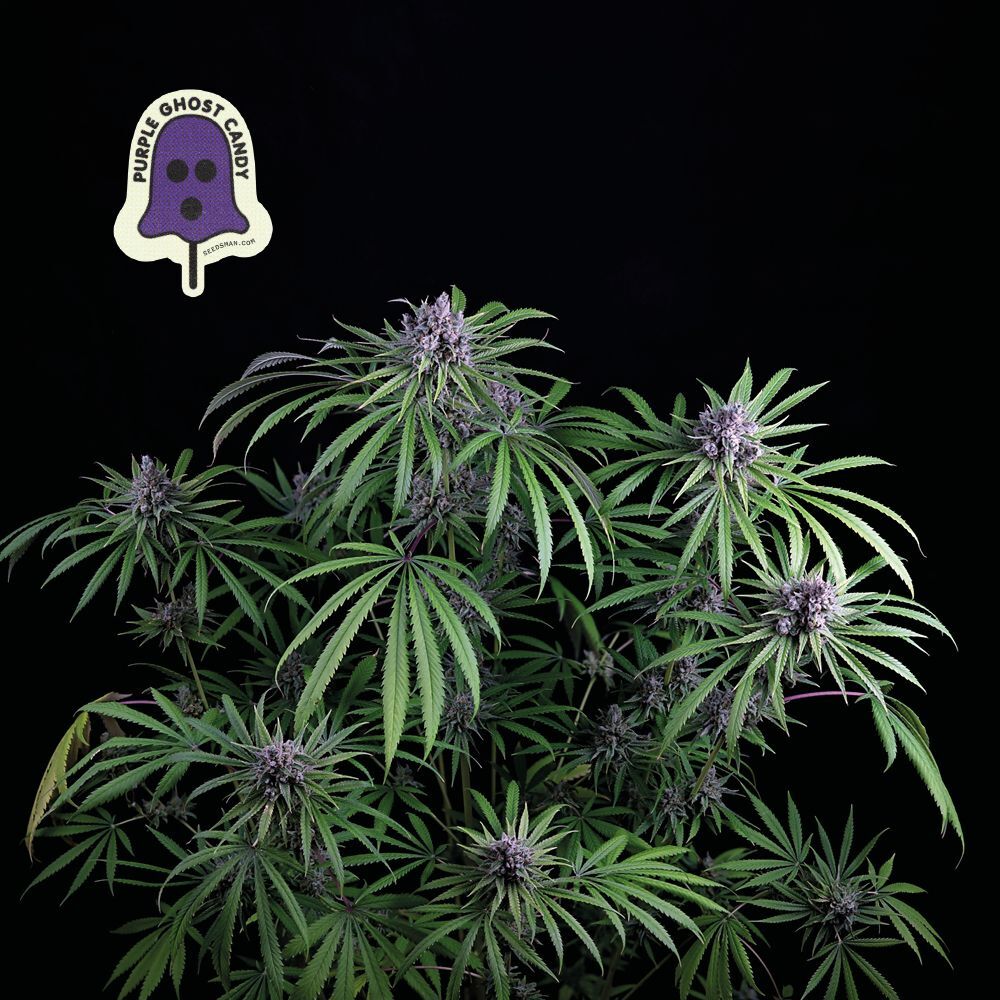 Seedsman - Purple Ghost Candy (fem.)