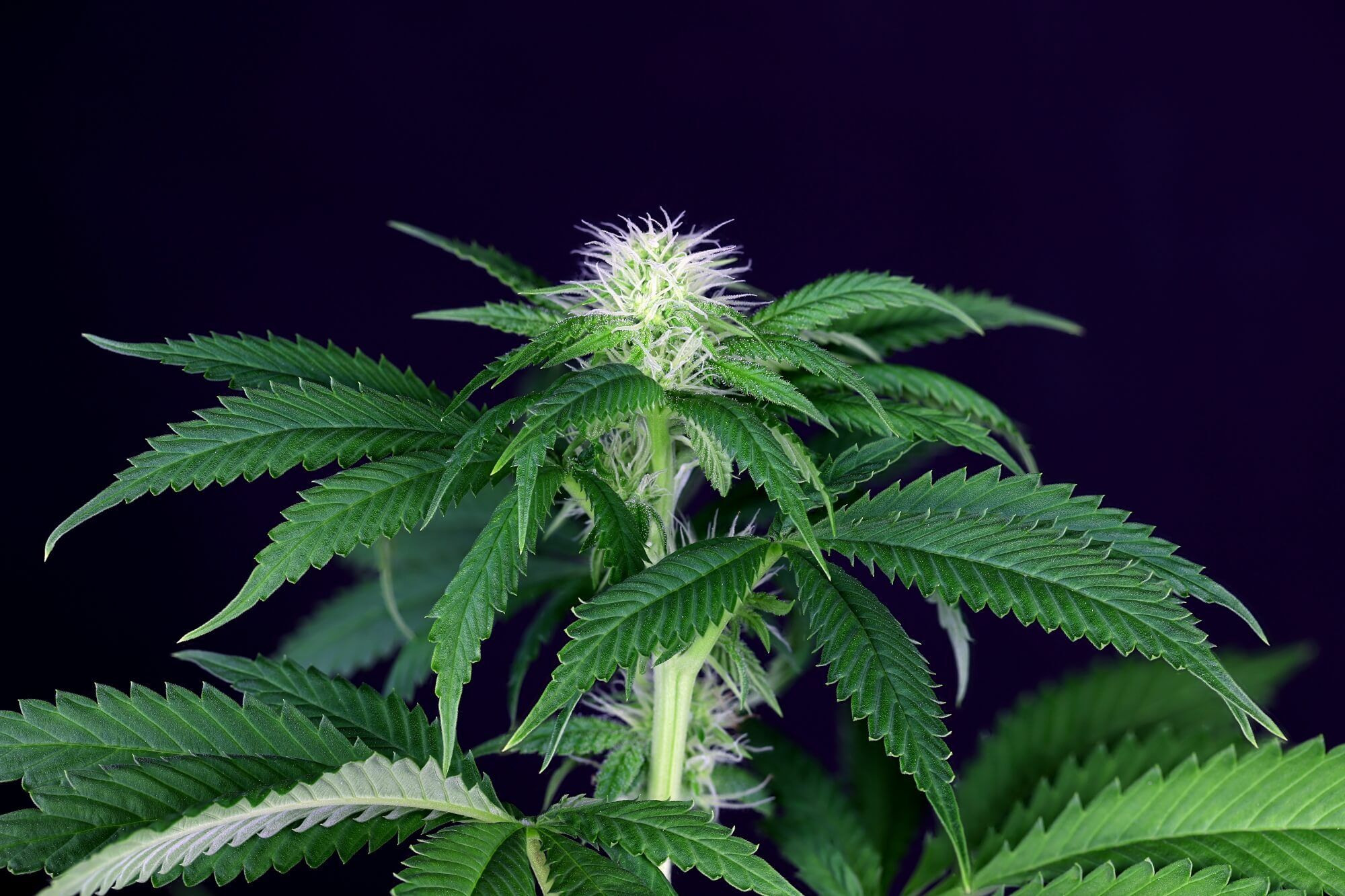 Seedsman - Seedsman CBG #1 (fem.)