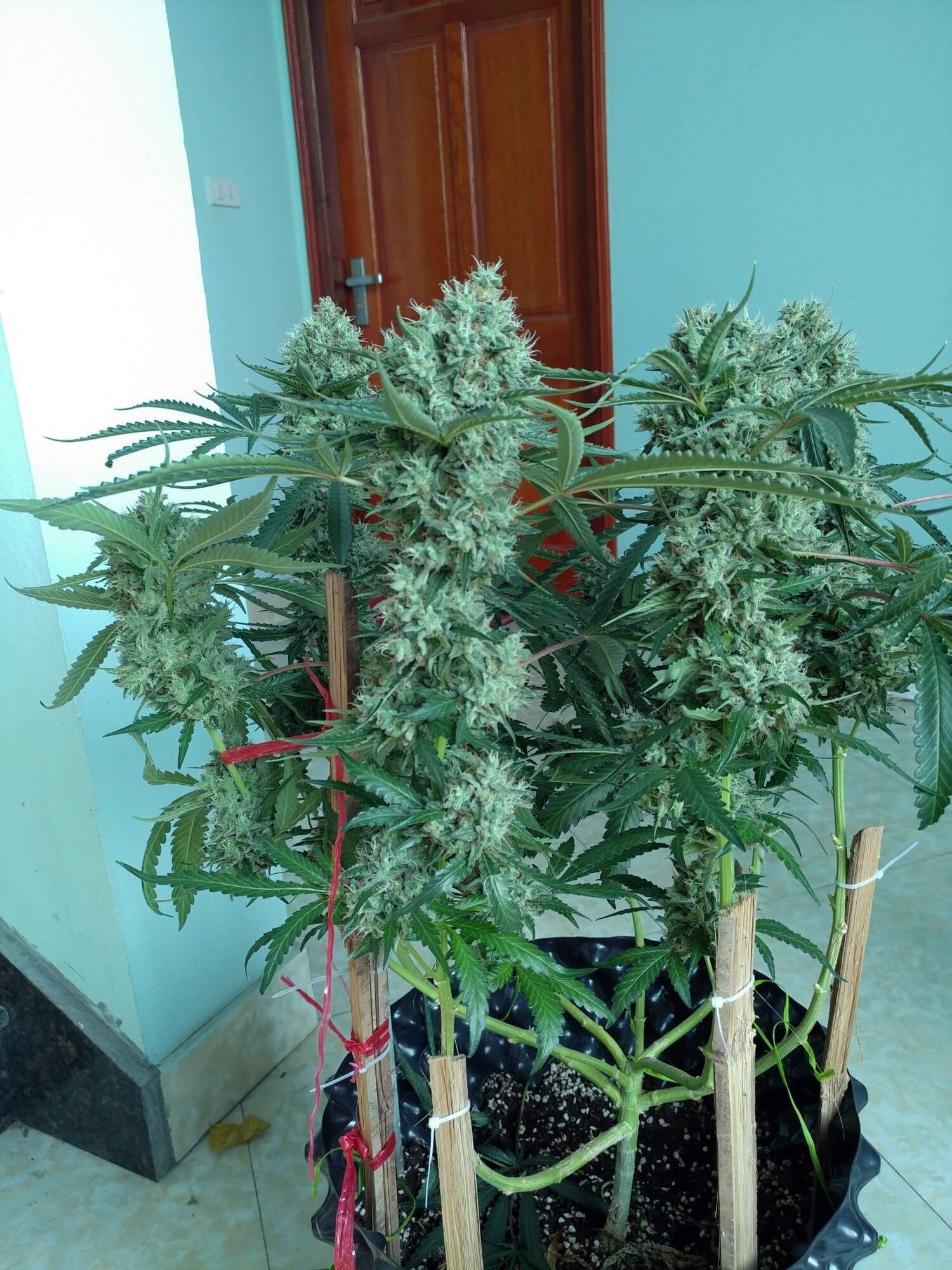 Seedsman - Strawberry Banana Grape (fem.)
