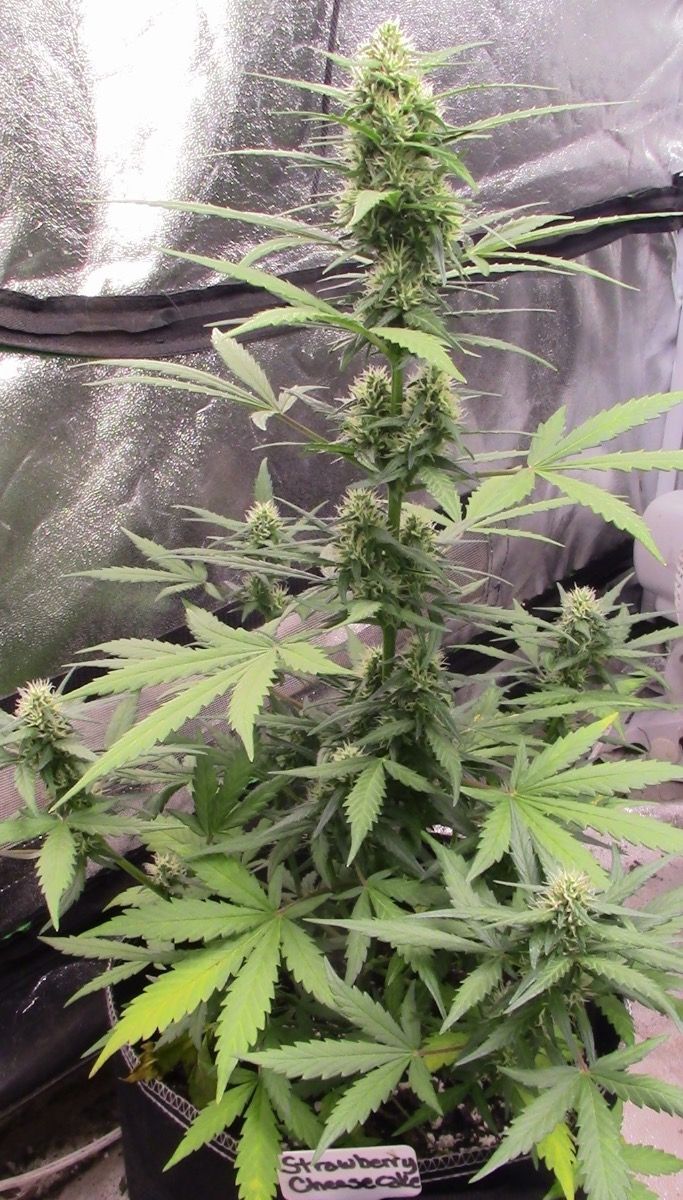 Seedsman - Strawberry Cheesecake Auto (auto/fem.)