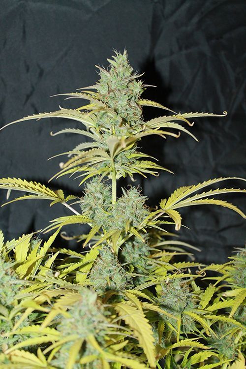 Seedsman - White Widow Auto (auto/fem.)