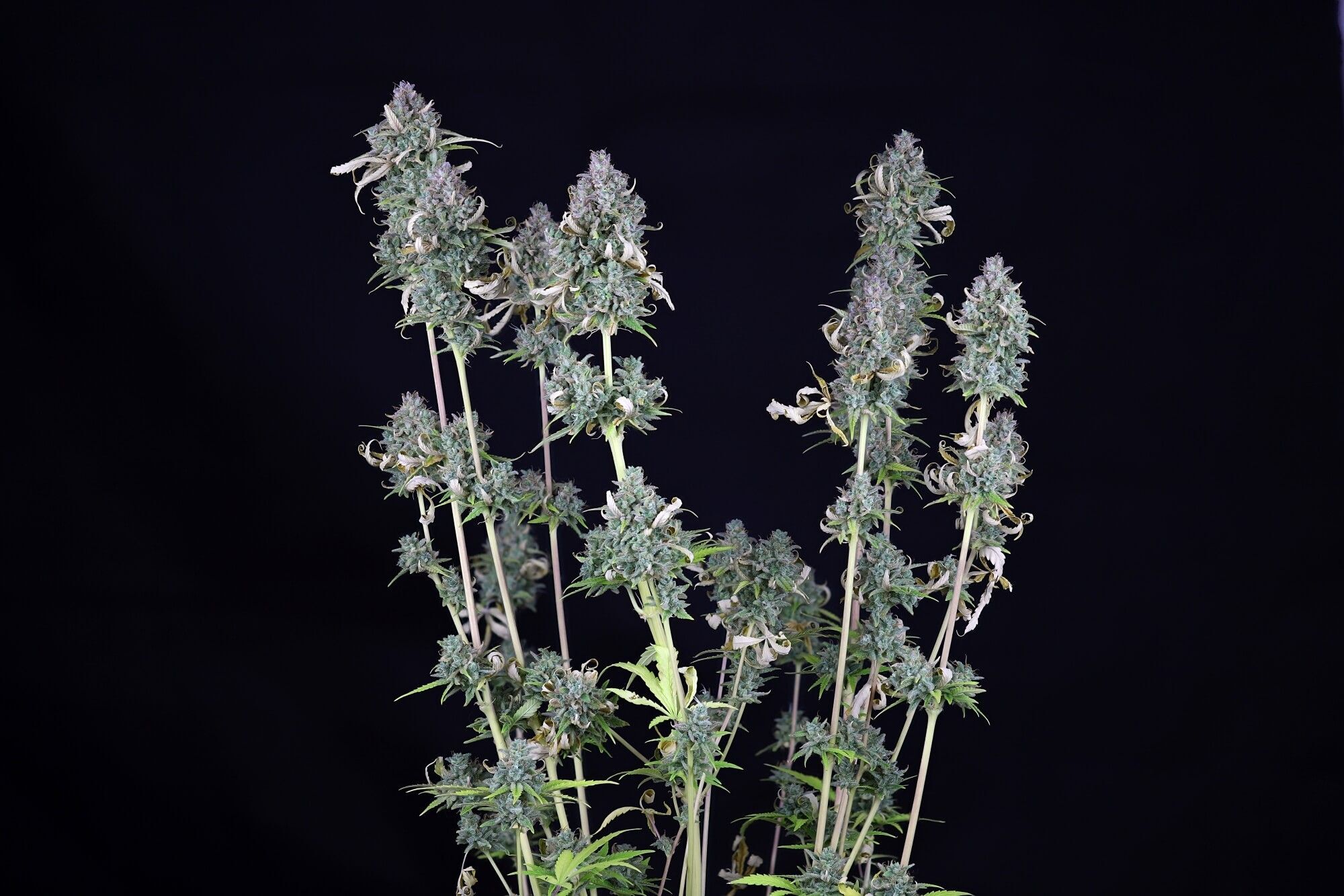 Seedsman - Zkittlez Auto (auto/fem.)