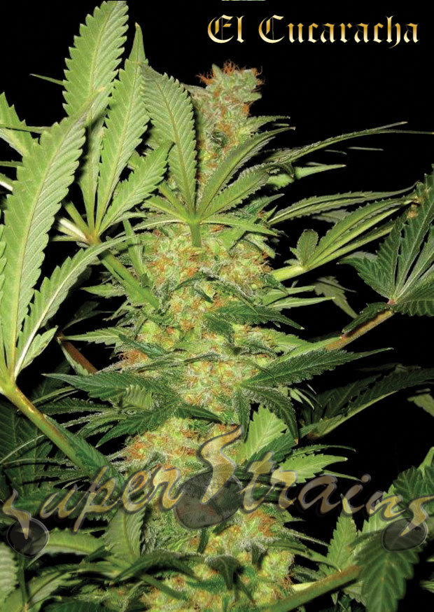 Super Strains Seeds - El Cucaracha (fem.)