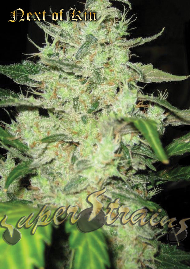 Super Strains Seeds - Next Of Kin (fem.)