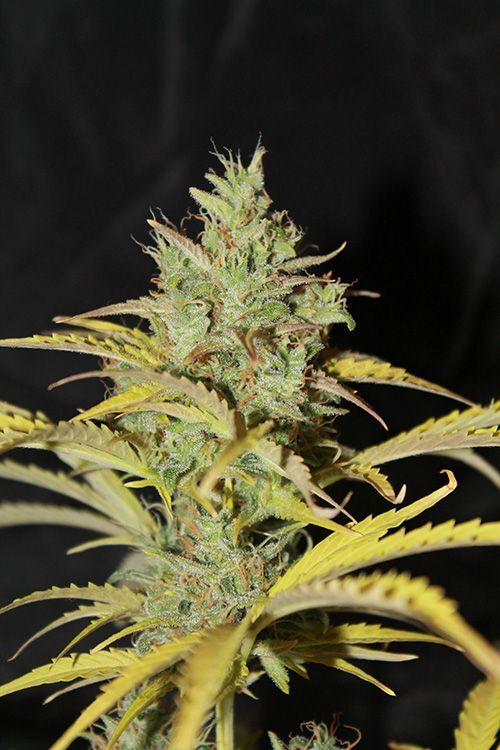 Seedsman - White Widow Auto (auto/fem.)