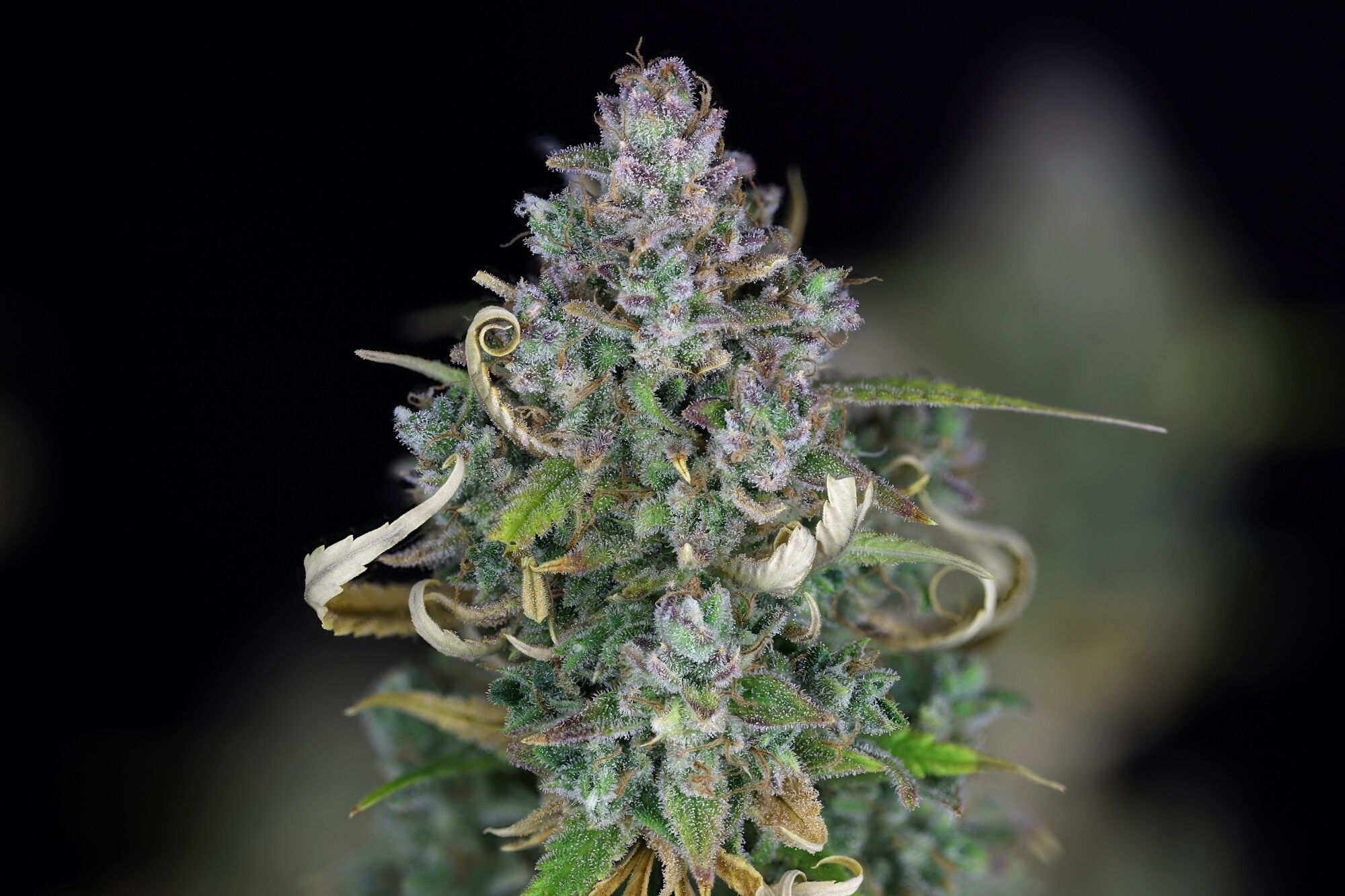 Seedsman - Zkittlez Auto (auto/fem.)