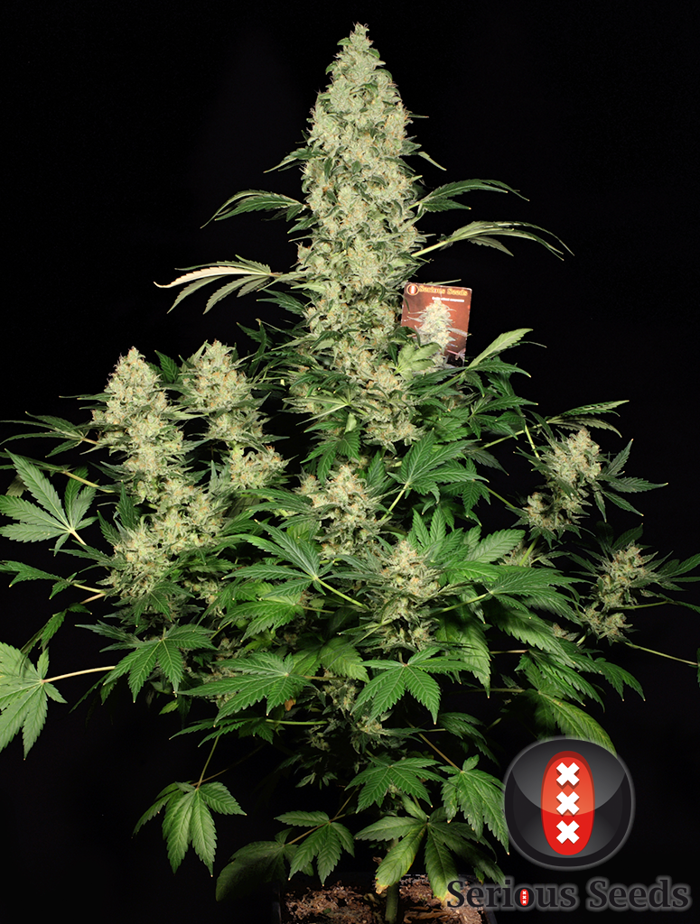 Serious Seeds - AK-47 (reg.)
