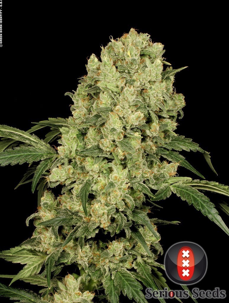 Serious Seeds - AK-47 (reg.)