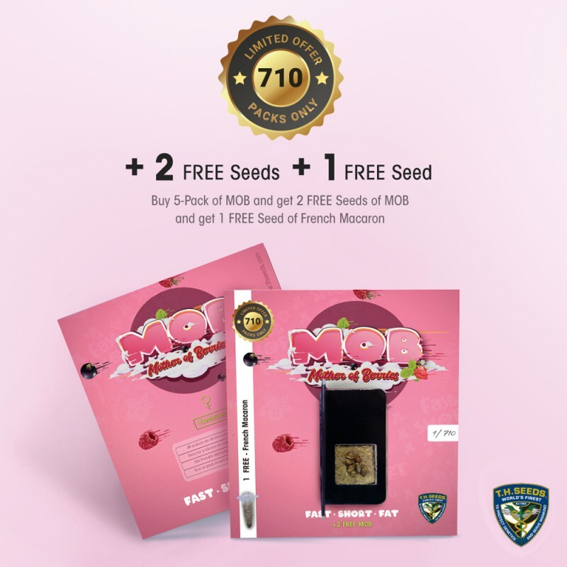 T.H. Seeds - M.O.B. 710 Special Pack (fem.)