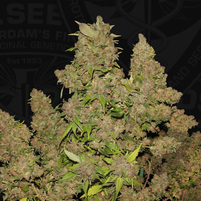 T.H. Seeds - M.O.B. 710 Special Pack (fem.)