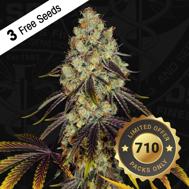 T.H. Seeds - French Cookies 710 Special Pack (fem.)