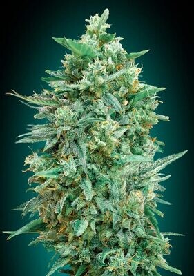 00 Seeds - Auto Northern Lights XXL (auto/fem.) 08415