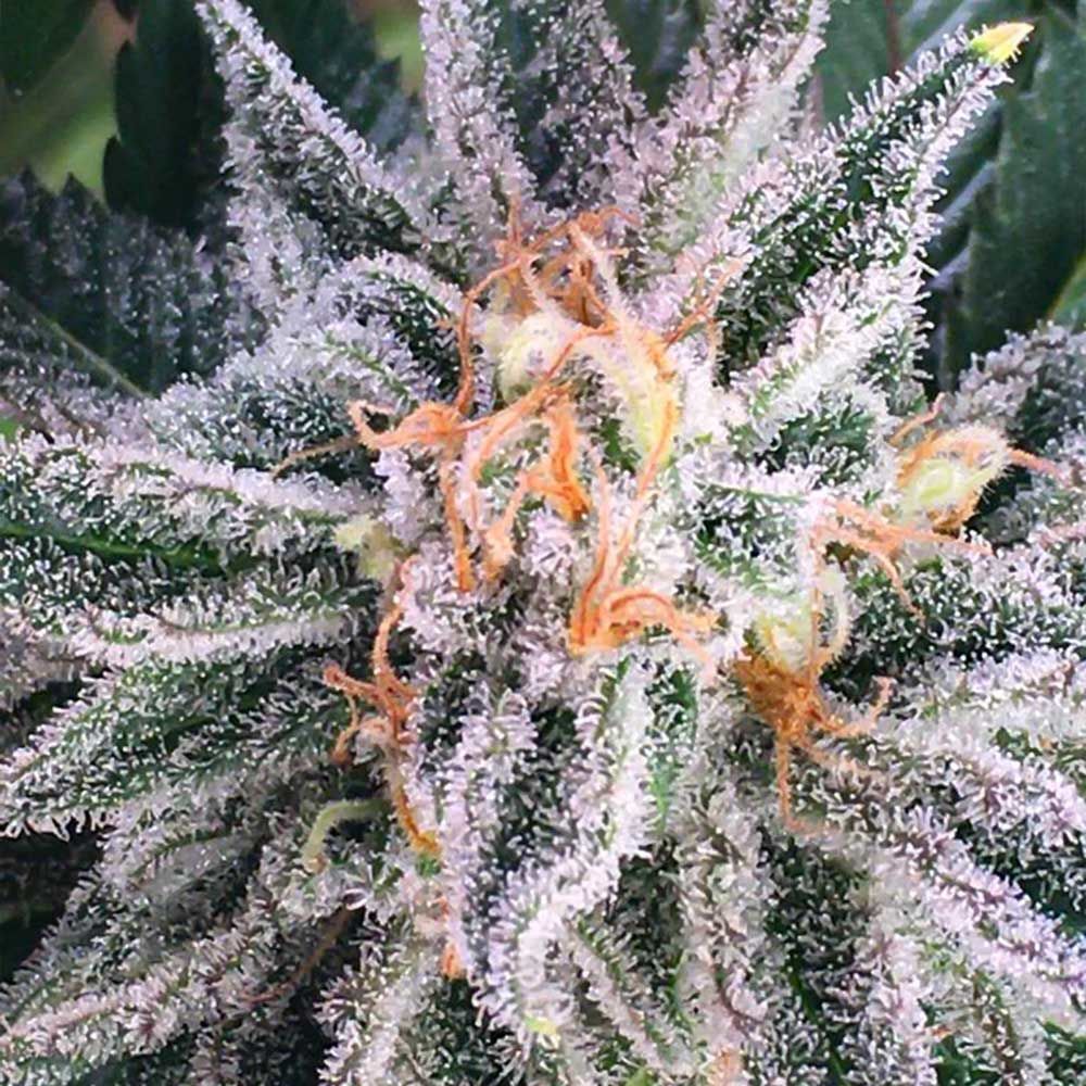 Dark Horse Genetics - Orange Blossom Fizz (reg.)