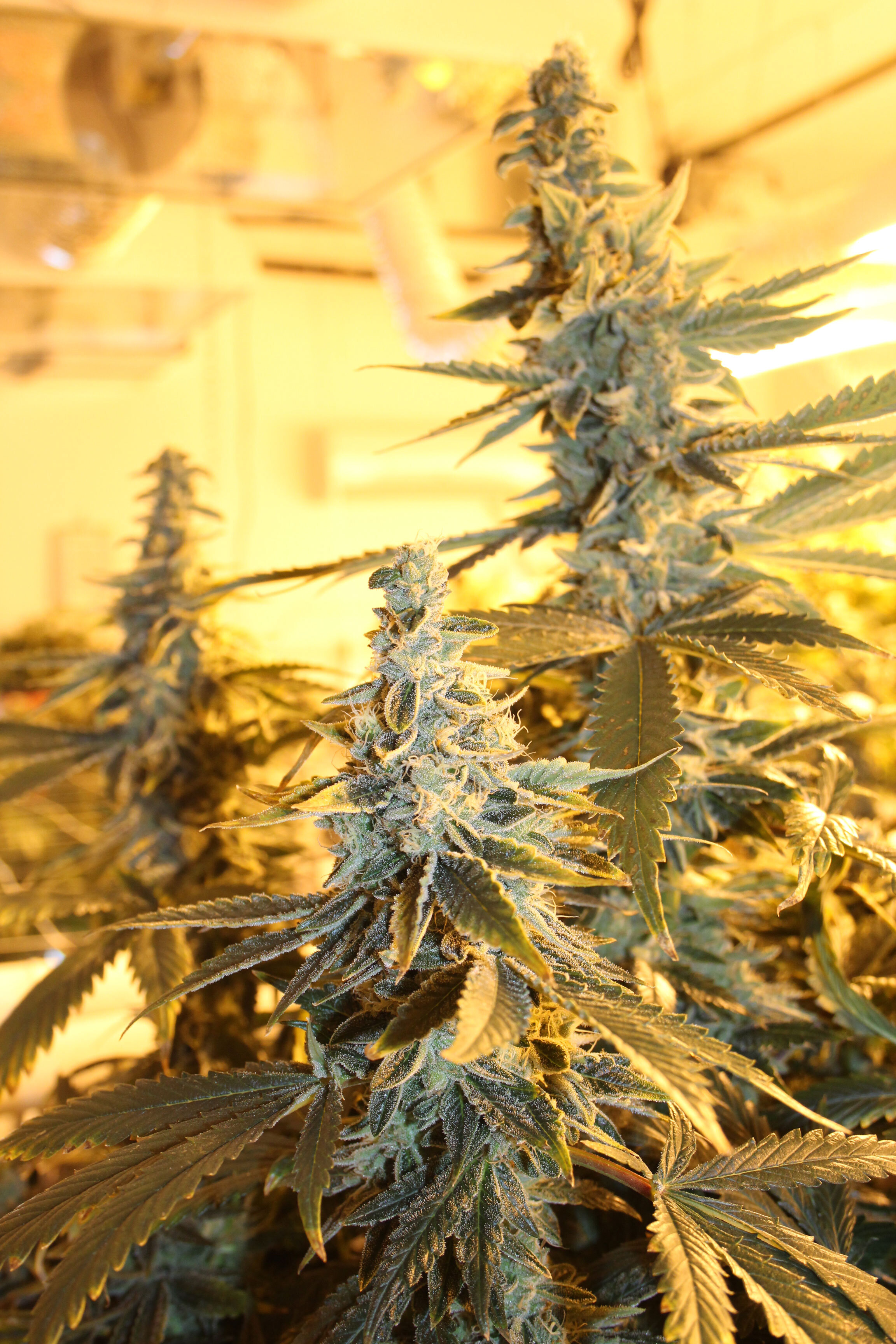 Dark Horse Genetics - Orange Blossom Fizz (reg.)