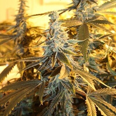 Dark Horse Genetics - Orange Blossom Fizz (reg.) 08416