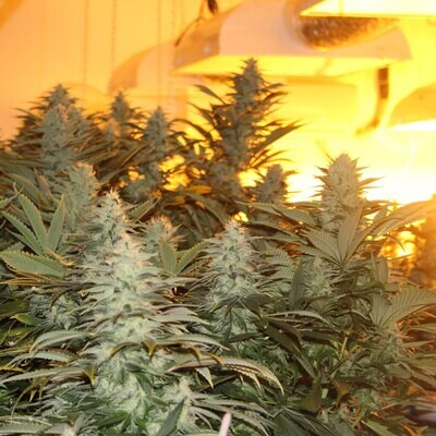 Dark Horse Genetics - Chem Lem (reg.) 08418