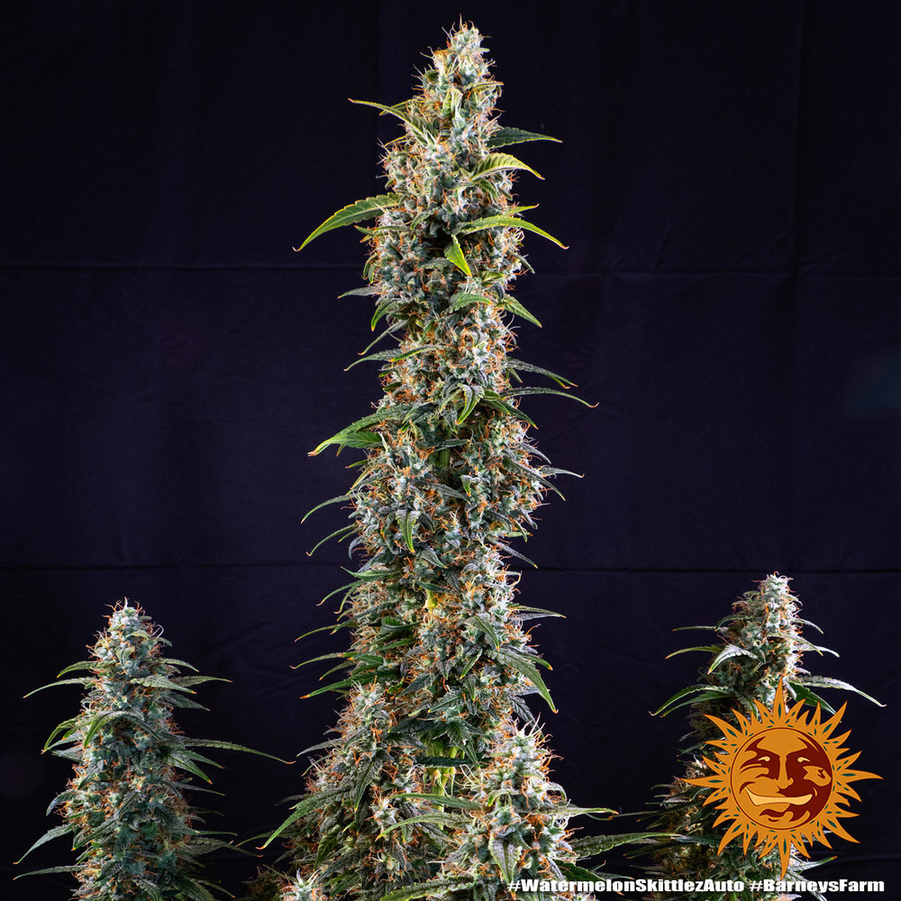 Barney's Farm - Watermelon Zkittlez Auto (auto/fem.)