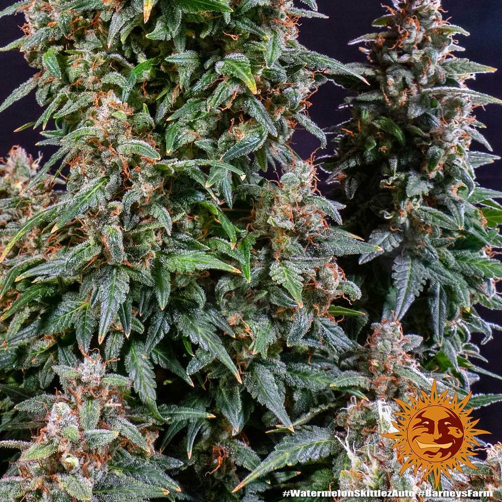 Barney's Farm - Watermelon Zkittlez Auto (auto/fem.)