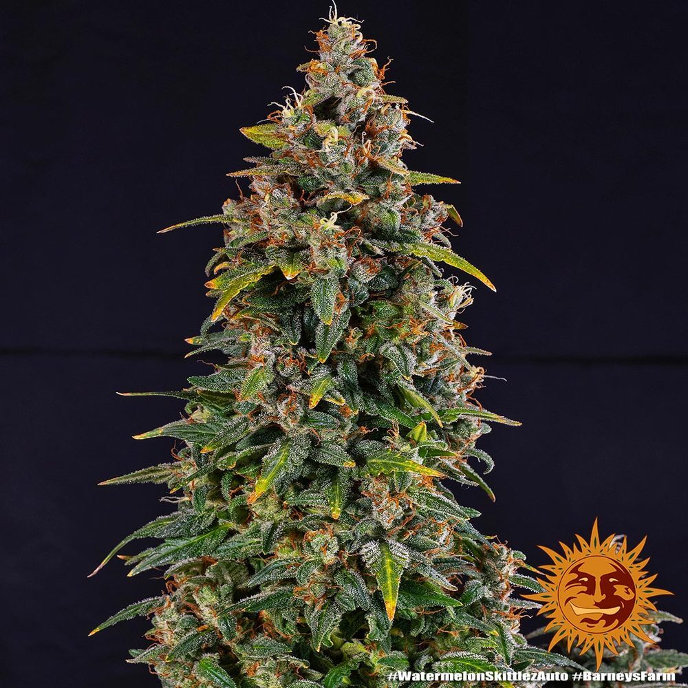 Barney's Farm - Watermelon Zkittlez Auto (auto/fem.)